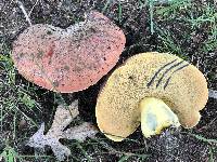 Boletus subluridellus image