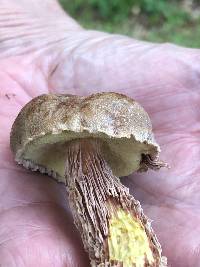 Aureoboletus russellii image