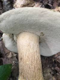 Tylopilus rubrobrunneus image