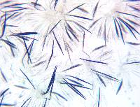 Trichoglossum walteri image
