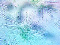 Microglossum tenebrosum image