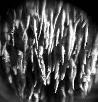 Hydnoporia olivacea image