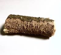 Hydnoporia olivacea image