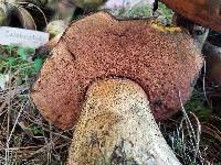 Boletus michoacanus image