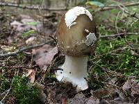 Amanita brunnescens image