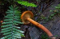 Lactarius fragilis image