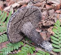 Tylopilus griseocarneus image