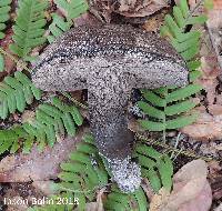 Tylopilus griseocarneus image