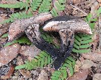 Tylopilus griseocarneus image