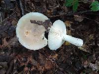 Russula modesta image