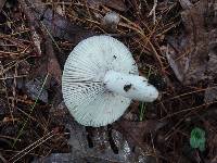 Russula modesta image