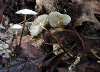 Marasmius delectans image