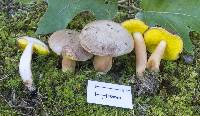 Aureoboletus auriporus image