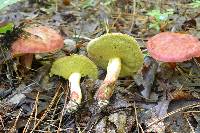 Boletus roodyi image