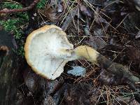 Polyporus radicatus image