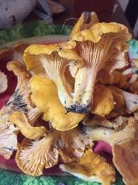 Cantharellus enelensis image