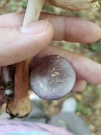 Cortinarius iodes image
