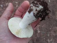 Russula variata image