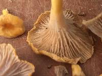 Cantharellus ignicolor image