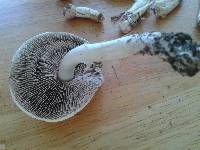 Agaricus argyropotamicus image