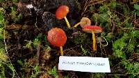 Pluteus aurantiorugosus image