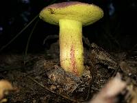 Boletus roodyi image