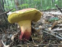 Boletus roodyi image