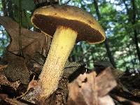 Boletus vermiculosoides image