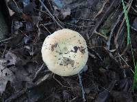 Russula ochroleucoides image