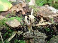 Clavulina coralloides image