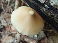 Entoloma strictius image