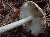 Amanita constricta image