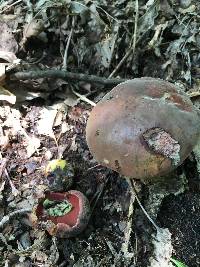 Boletus subluridellus image