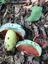 Boletus subluridellus image