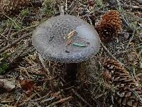 Amanita porphyria image