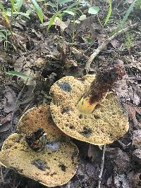 Boletus subluridellus image