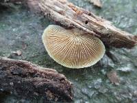 Crepidotus crocophyllus image