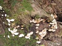 Crepidotus mollis image