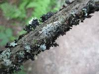 Hypogymnia physodes image