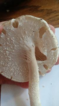 Agaricus subrufescens image