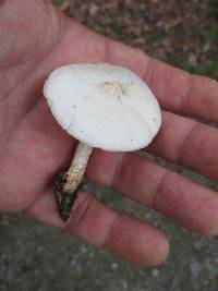 Pluteus tomentosulus image