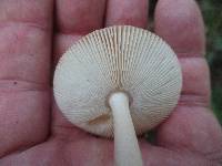 Amanita sect. Vaginatae image