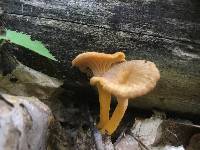 Cantharellus ignicolor image