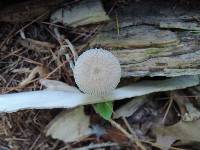 Pluteus longistriatus image