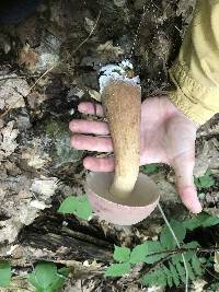 Tylopilus rubrobrunneus image