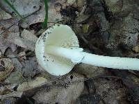 Amanita murrilliana image