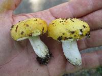 Russula claroflava image