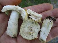 Russula claroflava image