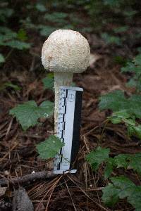 Amanita daucipes image