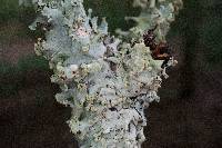 Parmotrema reticulatum image